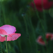 Img_3864_-_copy061411_card