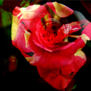 Garden_9_card