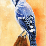 Jay111_card