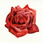 Rose111_card