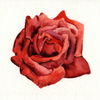 Rose111_thumb