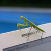 Kindlebug_thumb