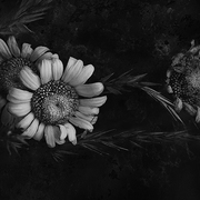 The_garden_of_the_vanities_card