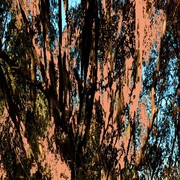 72laagboom2_card