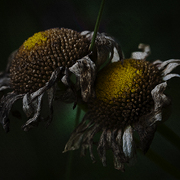 Morte_de_fleurs_card