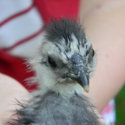 Babaychickssilky5_card