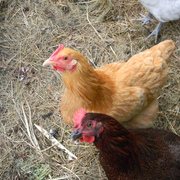 Roosters1_card