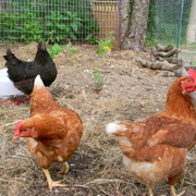 Roosters2_card