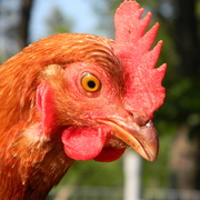 Rooster3sassy_card