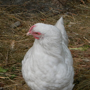 Chicken1_card