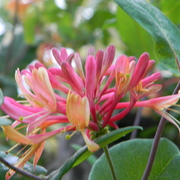 Pinklemonadehoneysuckle_card