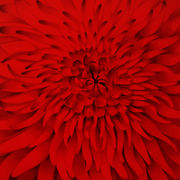 Sinfonic_red_card