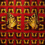 Farfalle_a_scacchi_card