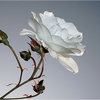 Rosa_blanca_h33_700f_thumb