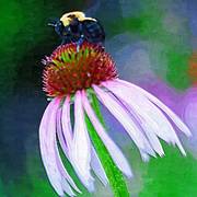 Bee_pant_card