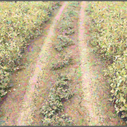 Farm-5146_card