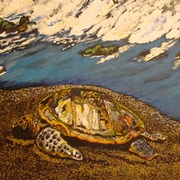 Turtle_001_card