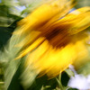 Sunflower_thumb
