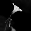 Captivate_me__5x7_4x6_black_white_thumb