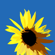 Sunflowerimg_3767_card