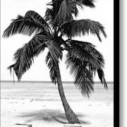 Palm-tree-in-black-and-white-glennis-siverson_card