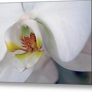 White-orchid-glennis-siverson_card