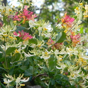 Honeysuckle3_card