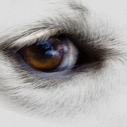 Eye_of_the_beast_card