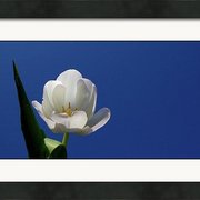 Renderer-10_card