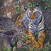 Shady-tiger_card
