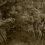 Dolce_vita_card