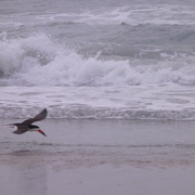 P6250745_card