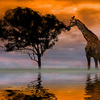 Giraffe-at-sunset_640__thumb