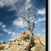 Still-standing-glennis-siverson_card