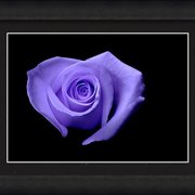 Renderer-33_card