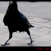 4926547348_6f1f70190c_b_card