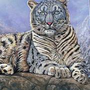 Snow-leopard-resting_card
