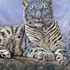 Snow-leopard-resting_thumb
