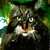 Sid_tiny_square