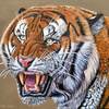 Snarling-tiger_thumb