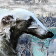 Borzoi_800_card
