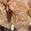 Sanfter_riese_13x13_thumb