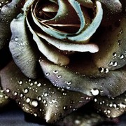 Acoolrosedrk2_card