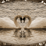 Swansong_card