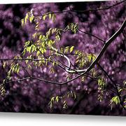 Branches-glennis-siverson_card