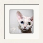 Renderer-1_card