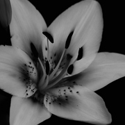 110picnik_edited_b_w_card