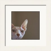 Renderer-41_card