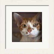 Renderer-42_card