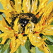 Sunflowerpower_square